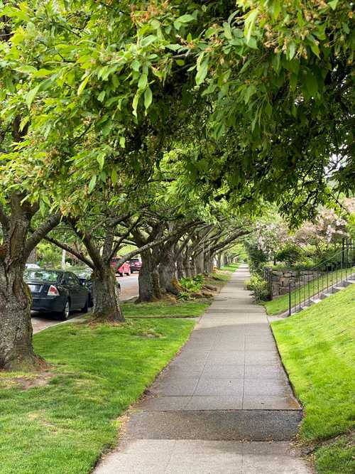 Looking North on 22nd Ave E from E Aloha St